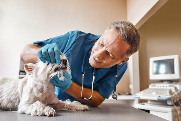 Best Emergency Dentist for Special Needs Patients in Upland, CA
